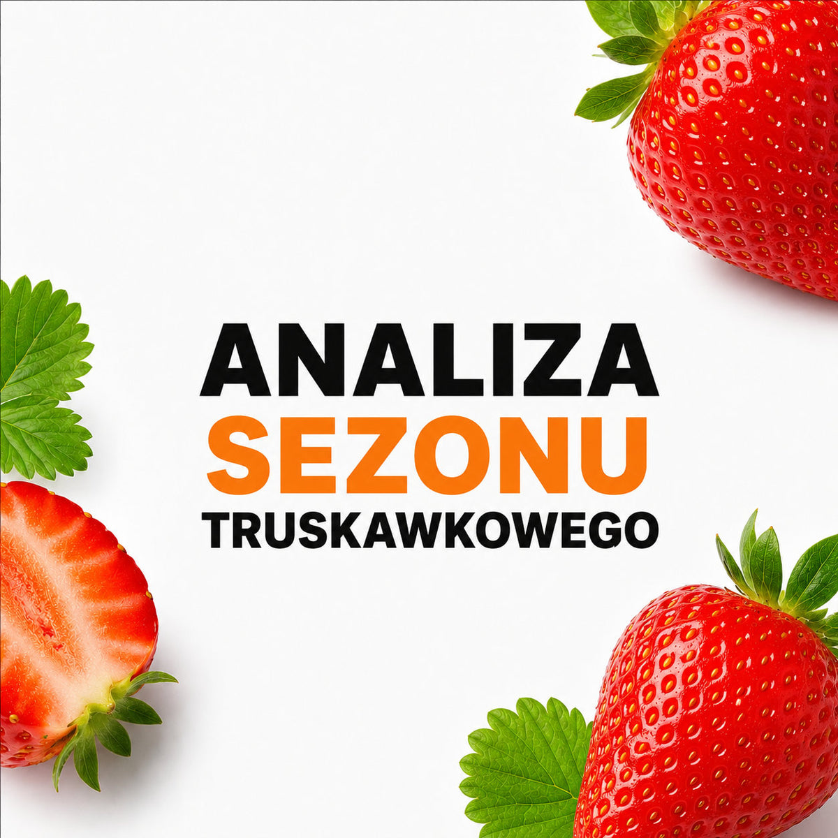 Plantacja polskich truskawek podczas zbiorów w sezonie 2026