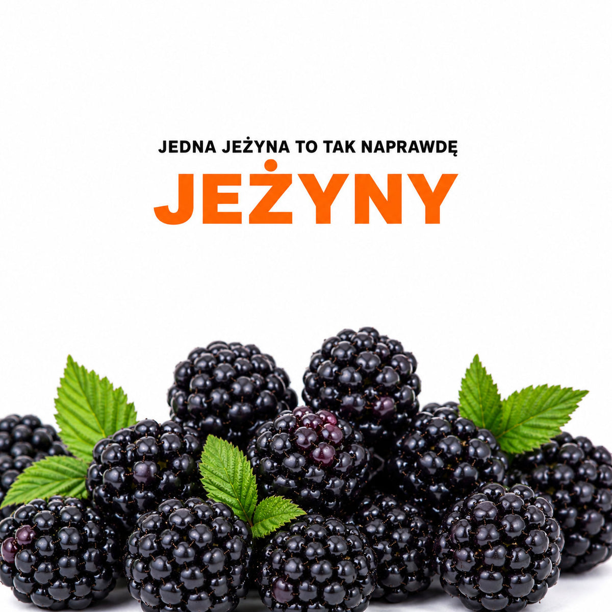 10 ciekawostek o jeżynach, których prawdopodobnie nie znałeś 🫐