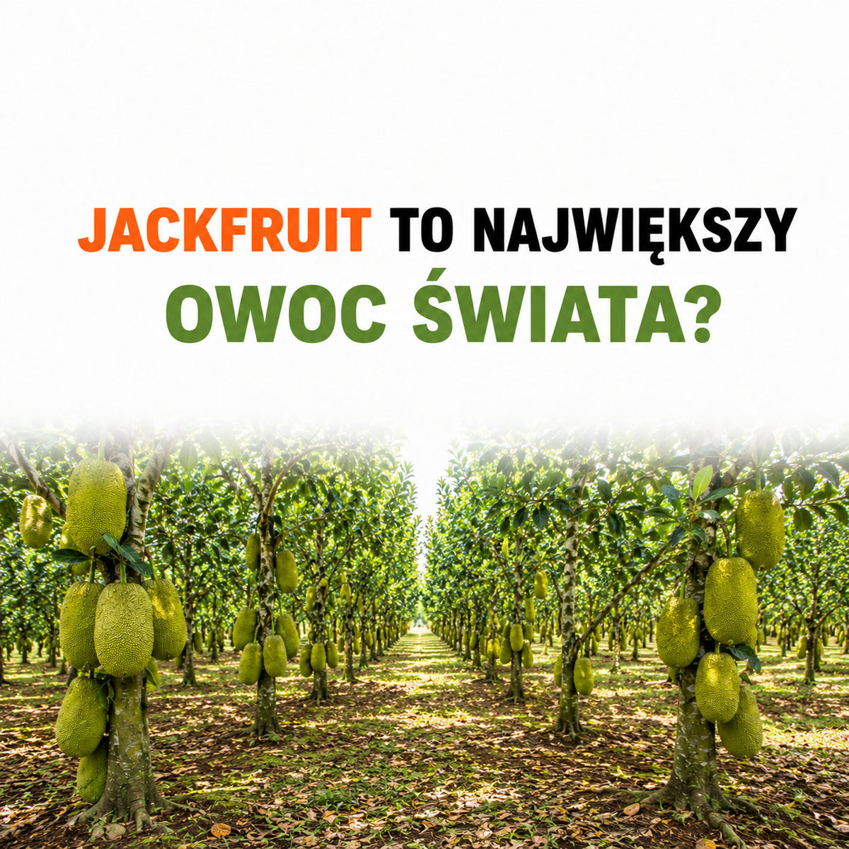 Wrócił Jack frut Największy Owoc Świata? 