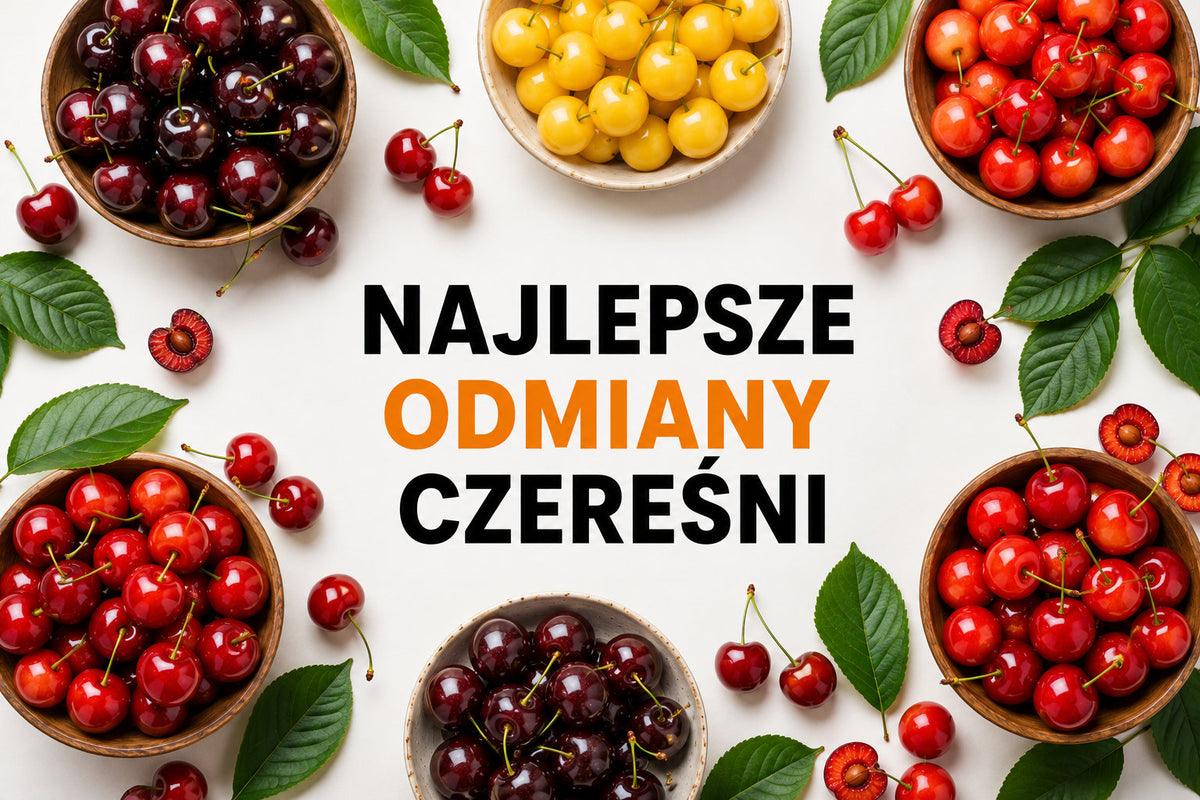 Czereśnie Burlat, Kanada i Kordia – porównanie odmian