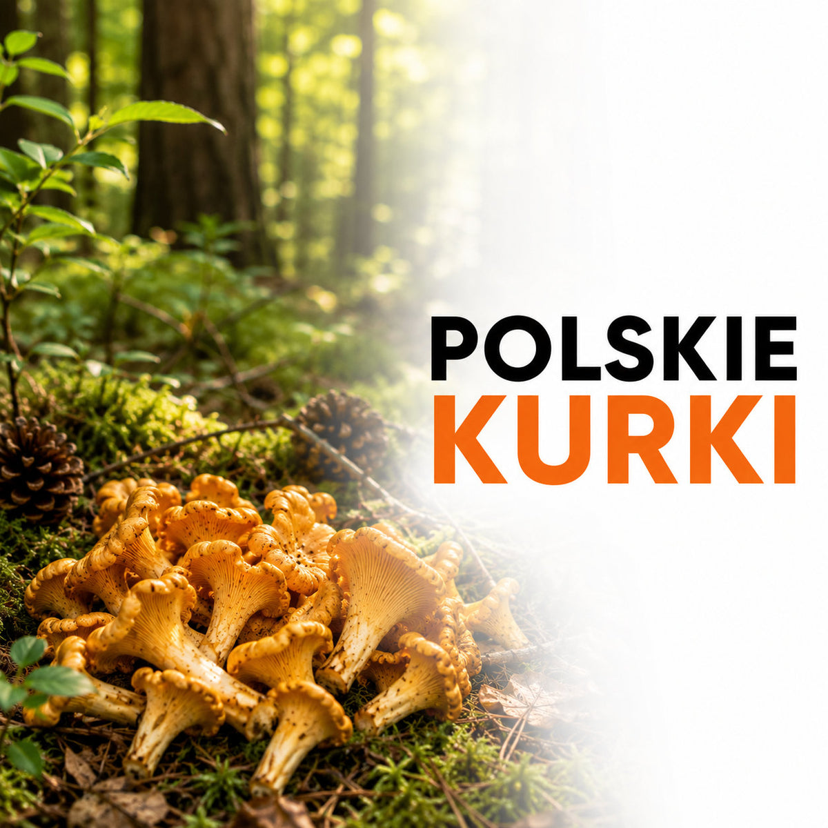 Polskie kurki – czy są hodowane?